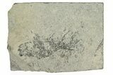 Devonian Acanthodian (Diplacanthus) Fossil - Scotland #231955-1